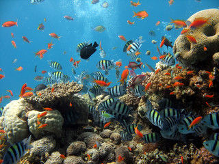 scène de corail