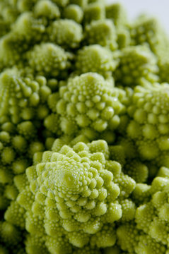 fractals in nature