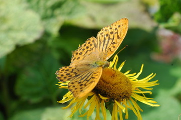 farfalla