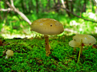 mushroom on a moss