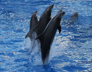 dolphins dancing