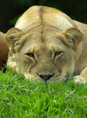 lioness watching