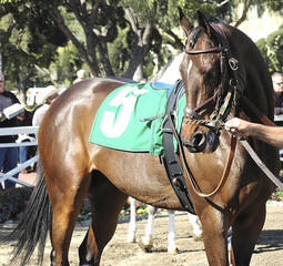 Obraz premium race horse 9