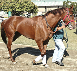 race horse in paddock 3