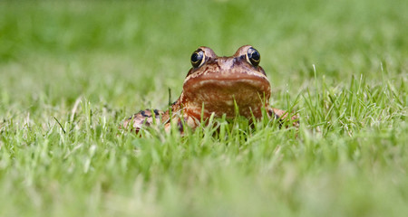 springfrosch im gras
