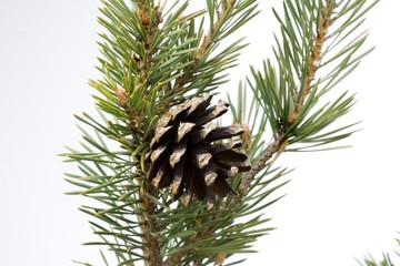 Pomme de pin sylvestre.