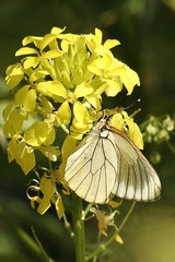 papillon 047