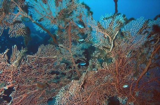 corail (philippines)