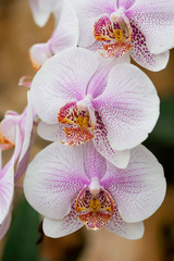 Fototapeta na wymiar pink phalaenopsis nivacolor orchids