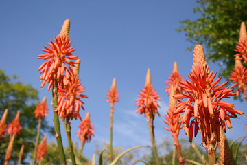 aloe vera flowers