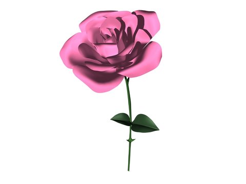 rose la fleur rose