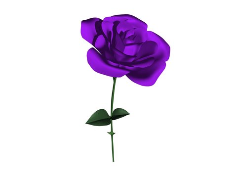 rose fleur violette