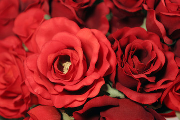 red roses close up