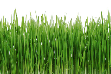 Fototapeta na wymiar zielona trawa