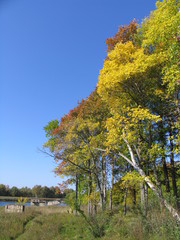autumn trees