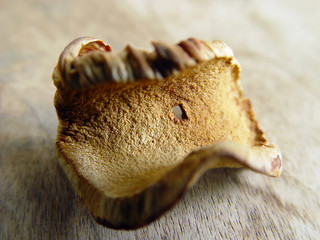 dried mushroom