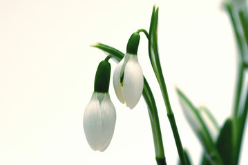 snow-drop