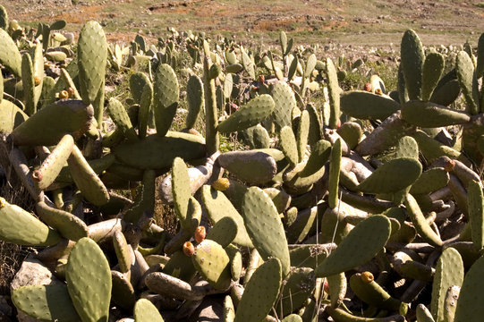 tuneras