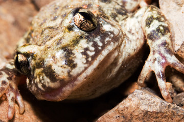 sapo asomado con cara rara