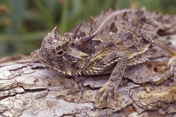 texas horned toad 2