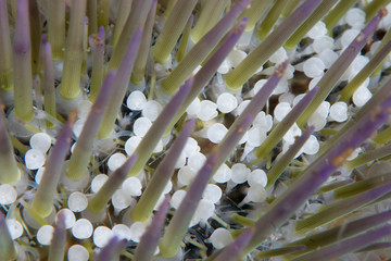 sea urchin