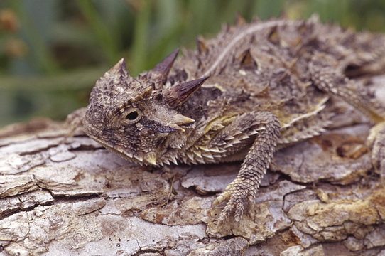 Texas Horned Toad 2