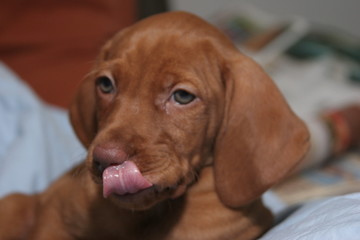 cute brown puppy licking lips nose face eye