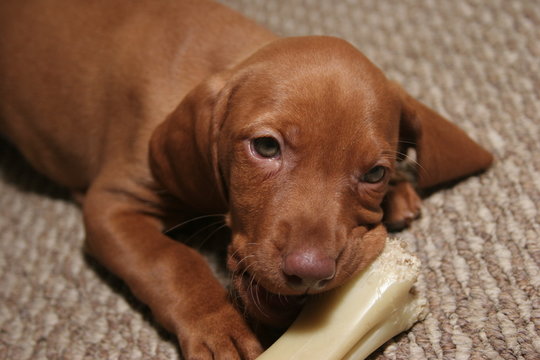 cute puppy chew bone toy dog pet vizsla female