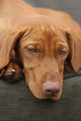 tired sleep relax rest dog pet vizsla brown face