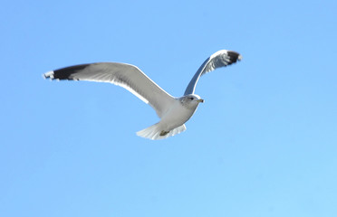 seagull in flight 4