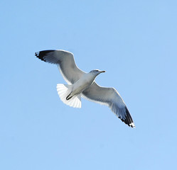 Obraz premium seagull gliding