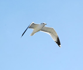 seagull