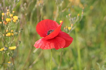 Fototapeta premium bright orange flower bloom poppy