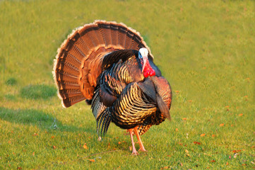 turkey tom strutting © Jeffrey Banke
