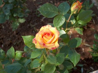 rosa gialla variegata in rosso