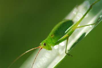 insect