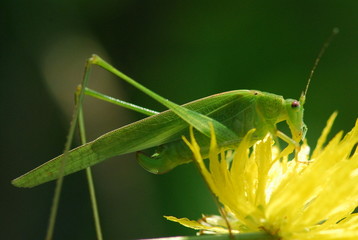 grasshopper