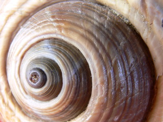 schnecke