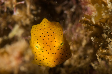 honeycomb cowfish