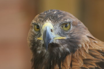 golden eagle
