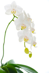 Fototapeta na wymiar biała orchidea w stopę