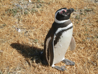 sunbathing penguin