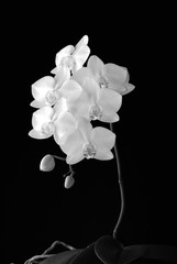 orchidée blanche fond noir vertical