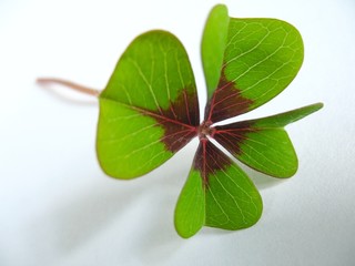 kleeblatt