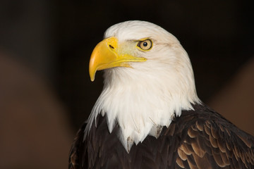 Fototapeta premium bald eagle