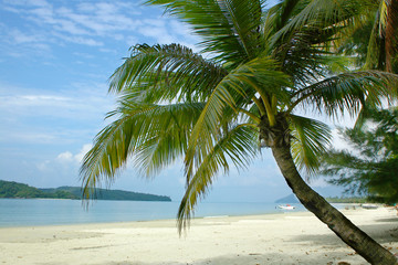 Obraz na płótnie Canvas palmy na tropikalnej plaży