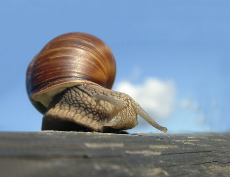 snail