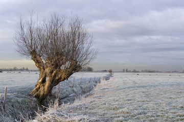 the frozen willow