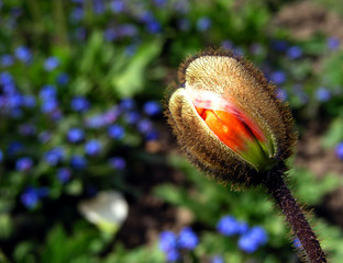 fleur de pavot