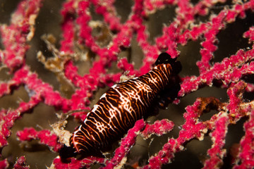 flamingo tongue